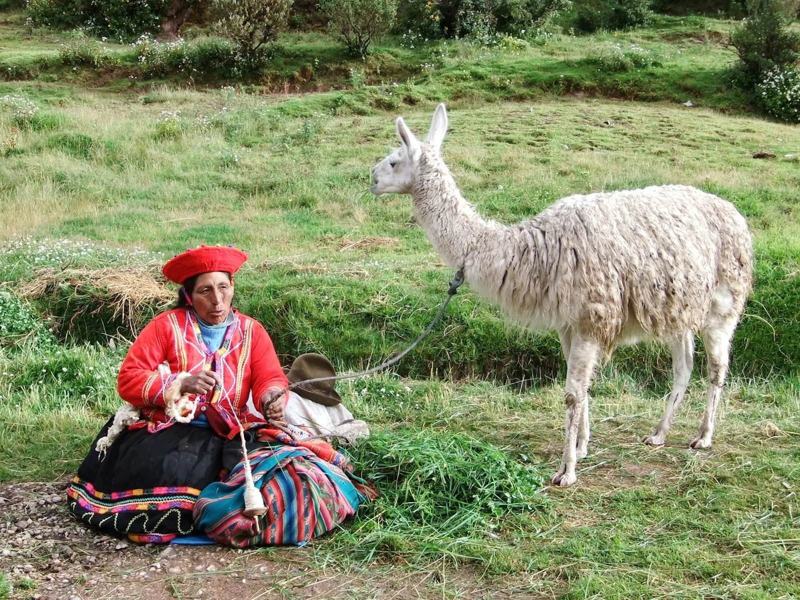 Tourist with a llama on a Maras Moray tour, Peru